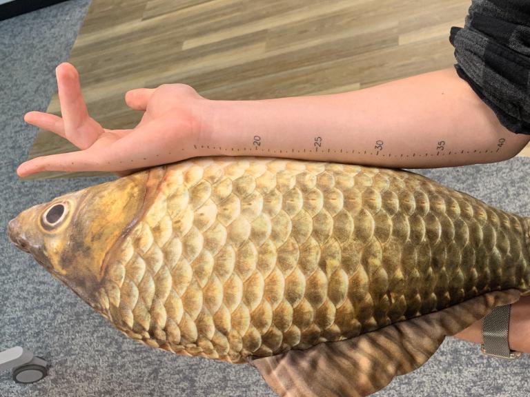 Measuring a fish with a ruler tattoo on my arm