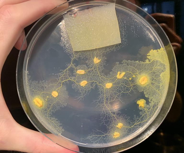 Physarum connecting cities