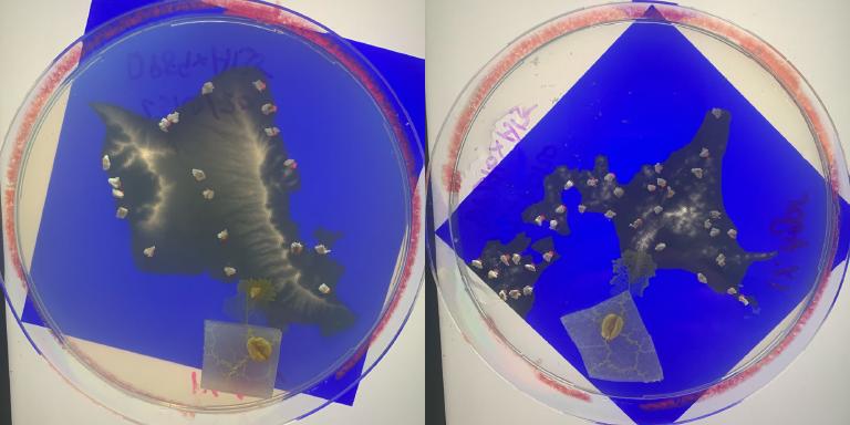Slime mold network for Hokkaido and Hawaii