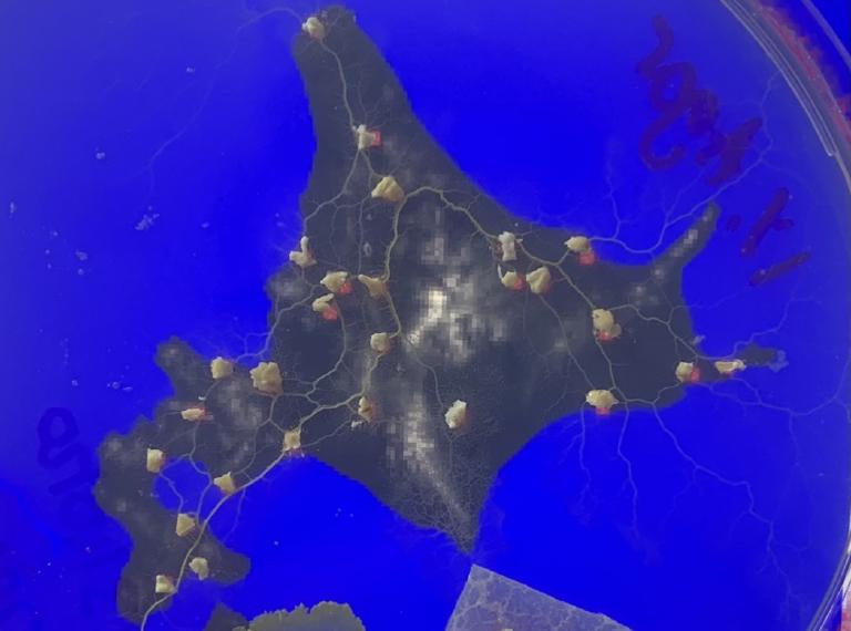Physarum network hokkaido closeup 