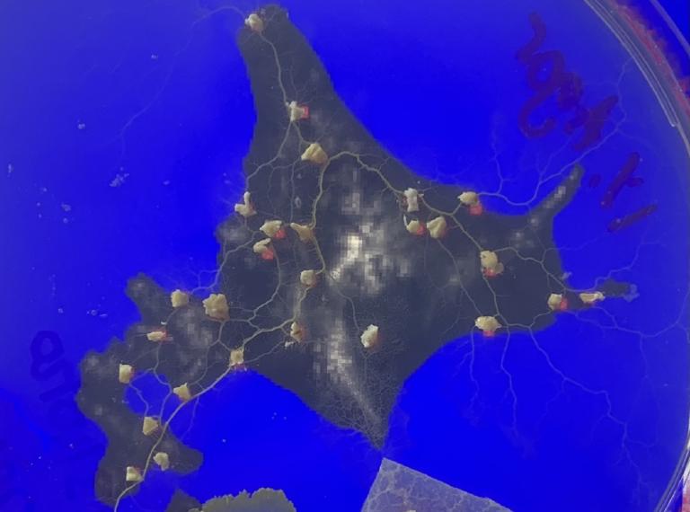 Physarum network hokkaido closeup