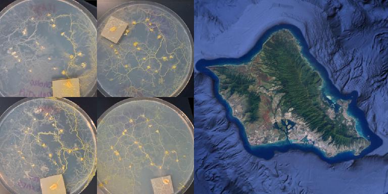 Physarum networks Hawaii