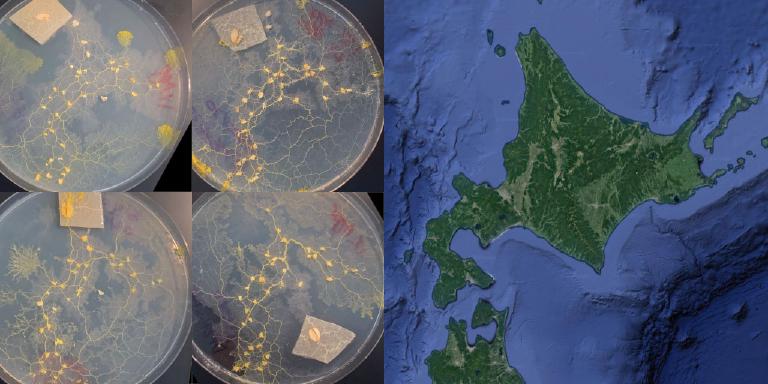 Physarum networks Hokkaido